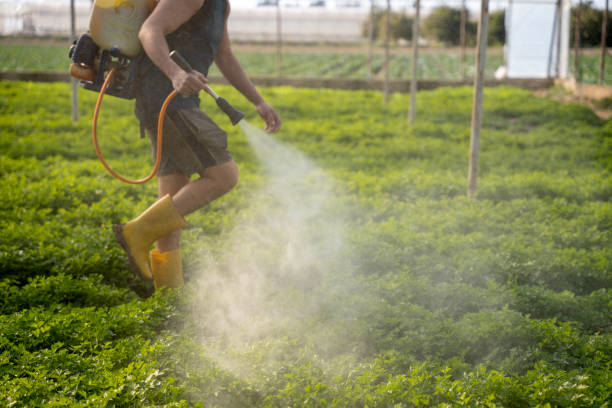 Best Pest Removal Services  in Buckhead Ridge, FL