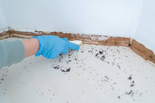 Best Emergency Pest Control  in Buckhead Ridge, FL